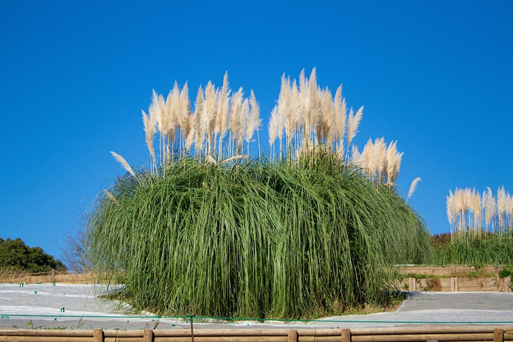 7 Tips to Get Rid of Pampas Grass Quickly