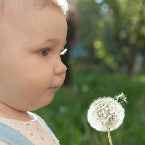 9 Ways to Get Rid of Dandelions Quickly