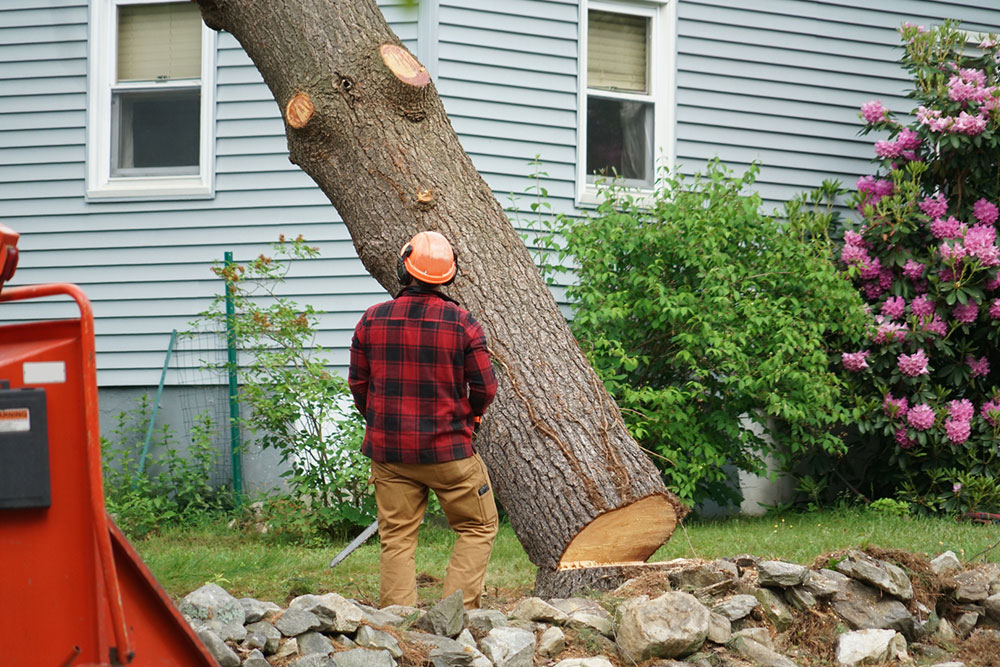 6 Benefits of Hiring Tree Removal Services for Seniors