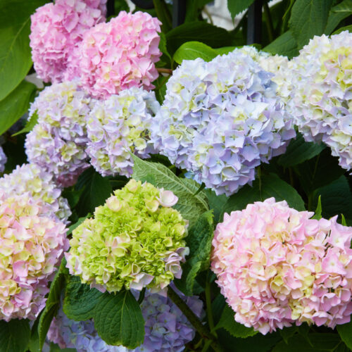 The Best Fertilizer for Hydrangeas &#8211; A Comprehensive Guide