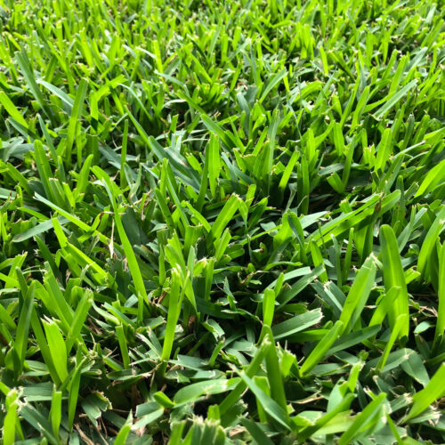 The Best Fertilizer for St. Augustine Grass: A Comprehensive Guide