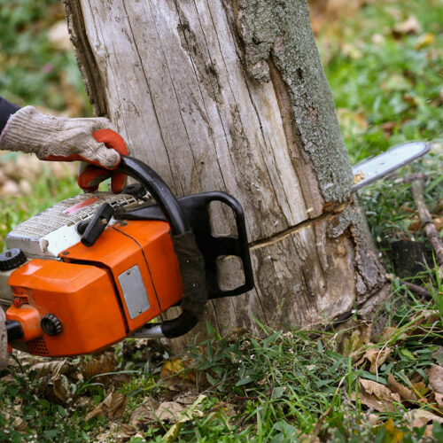 6 Reasons to Choose Tree Removal Services