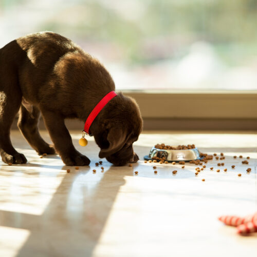 Best Dog Foods to Prevent Health Risks