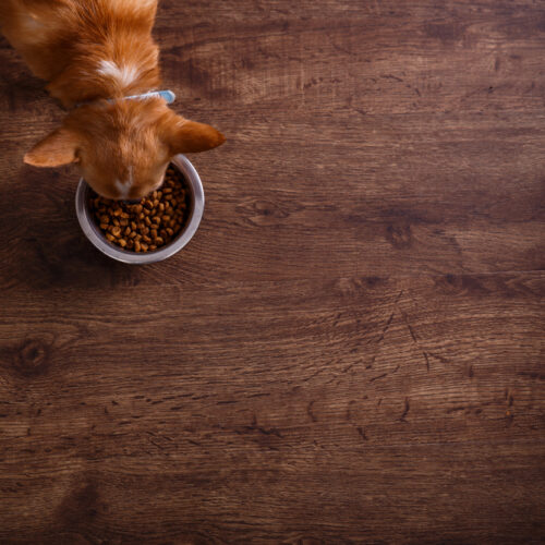 Choosing the Best Dog Food for Allergies