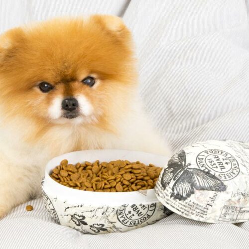 Dry vs. wet food – How to choose the best for your pet