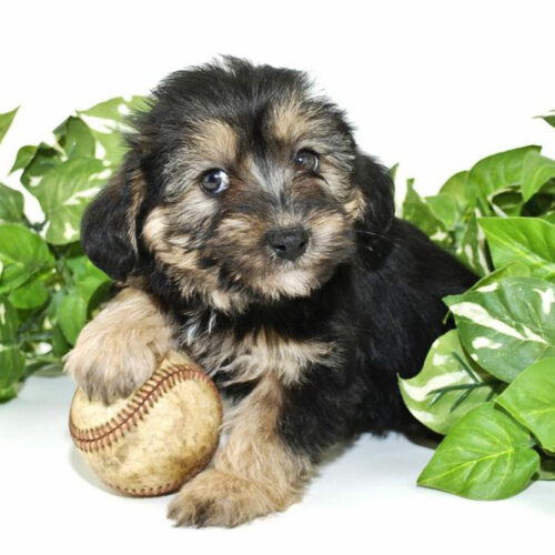 Facts you didn&#8217;t know about Morkie puppies