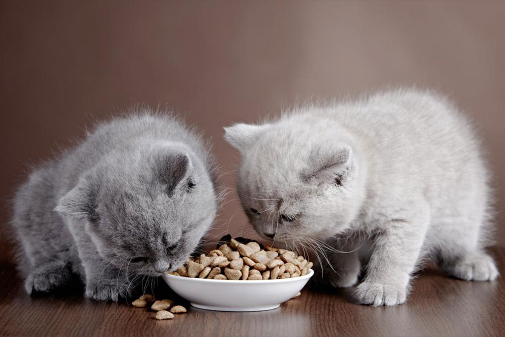 Guide to choose the best dry food for your indoor cat