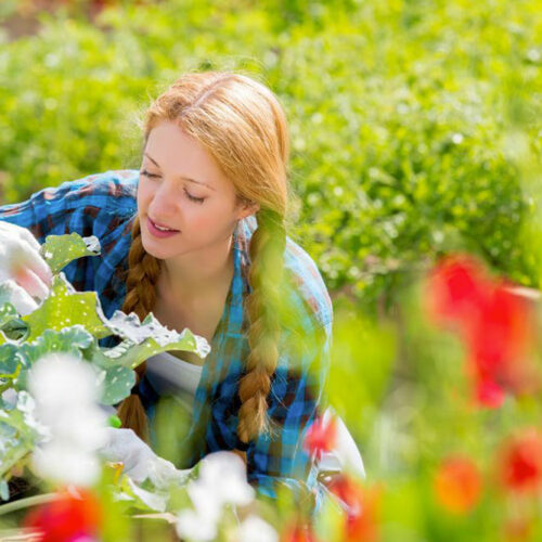 Horticulture: The therapeutic effects of plants