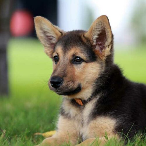 How Ready Are You for Your German Shepherd Pups