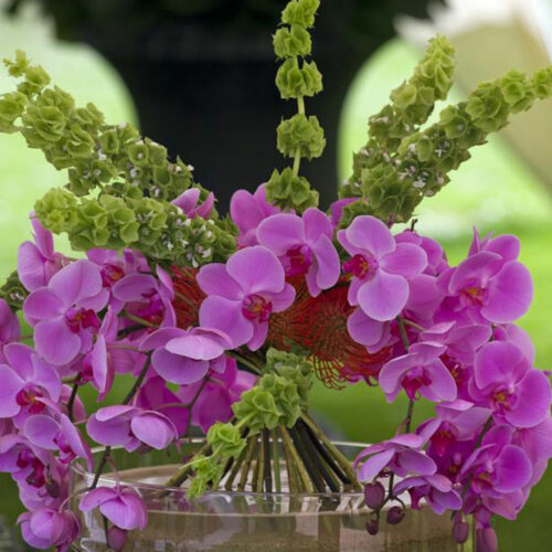 How to get your Moth orchids to rebloom