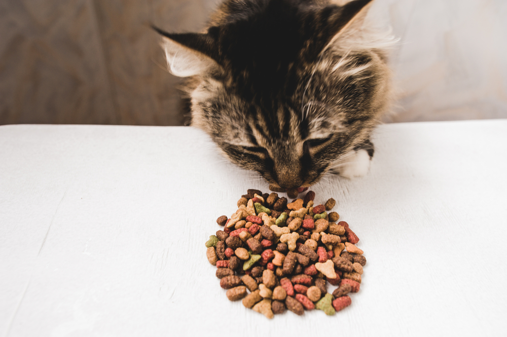 Improving Health Conditions Of Cats With Dry Foods