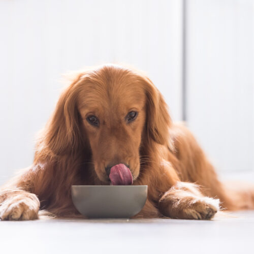 Picking the Best Dog Foods for a Sensitive Stomach