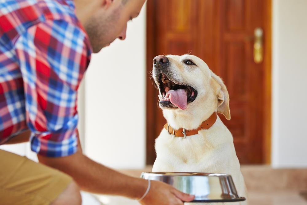 Things You Should Know About The Best Puppy Food In The Market