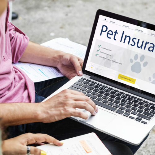 Understanding pet insurance and top 4 companies