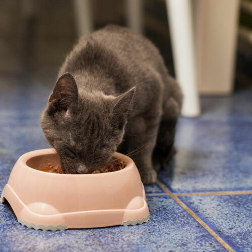 3 things to keep in mind while choosing cat food