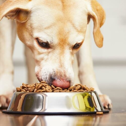 3 Best Dog Food Brands For Pregnant Dogs