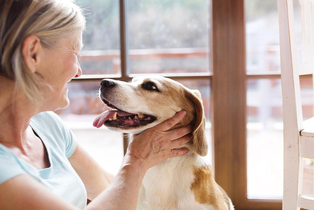 3 popular colleges that have incredible pet houses