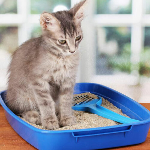 4 effective tips to choose the right cat litter box