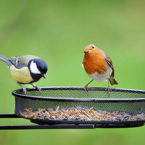 5 bird feeders you can choose from
