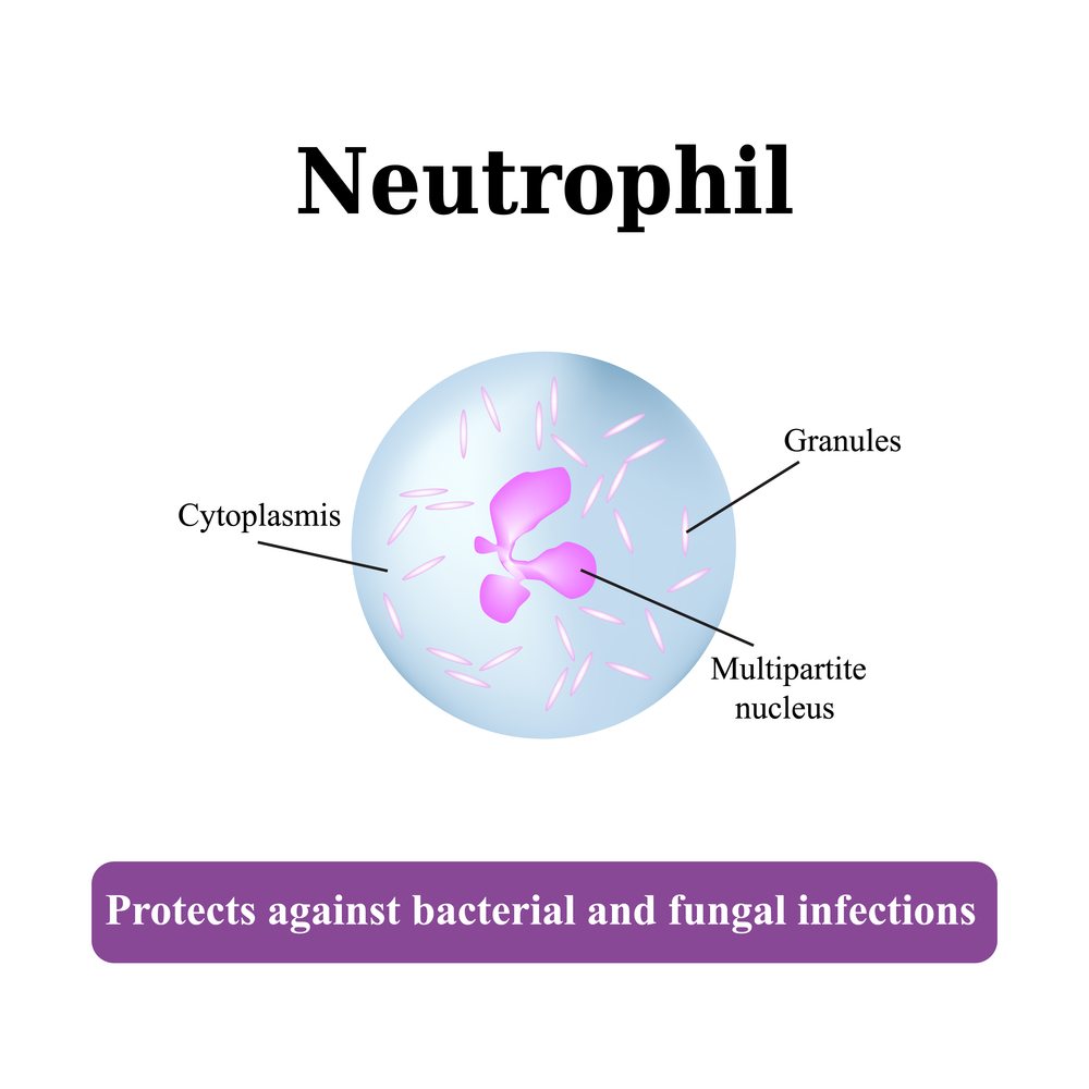 Our Invaluable Friends – Neutrophils