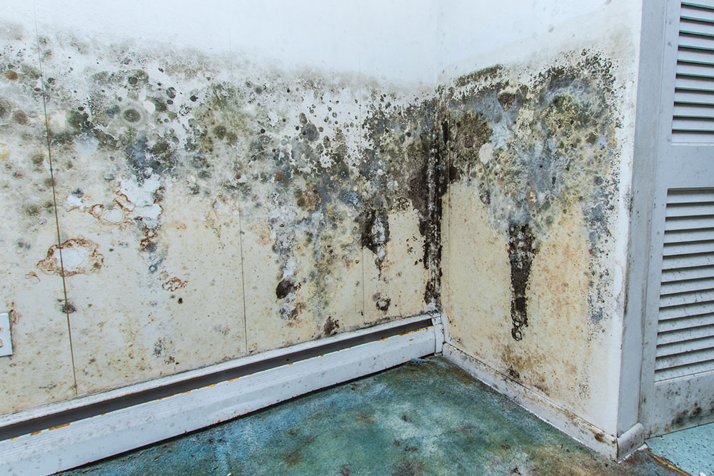 Best mold water damage service providers in the country