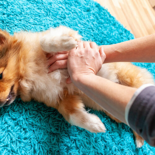 Easy ways to identify signs of pain in pets