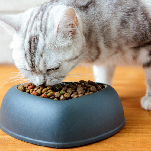 Top 5 Cat Foods for Your Feline Friends