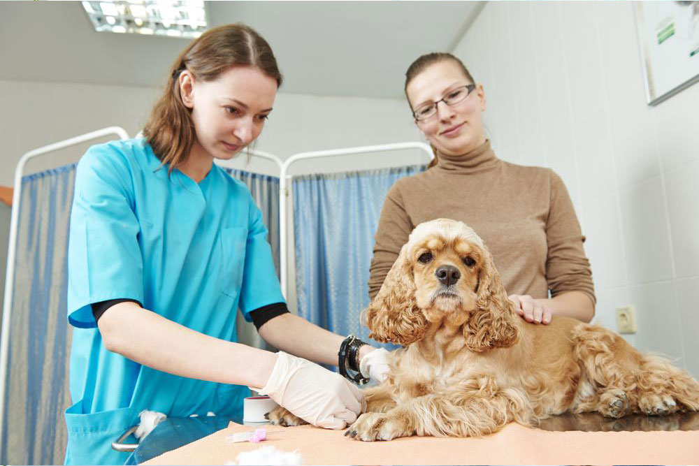 Understanding Pet Insurance