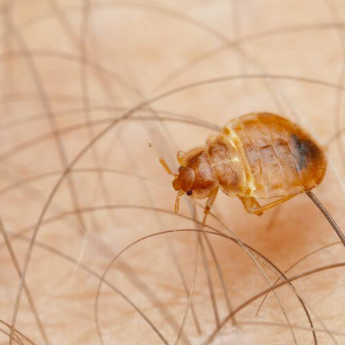 10 Home Remedies to Get Rid of Bed Bugs