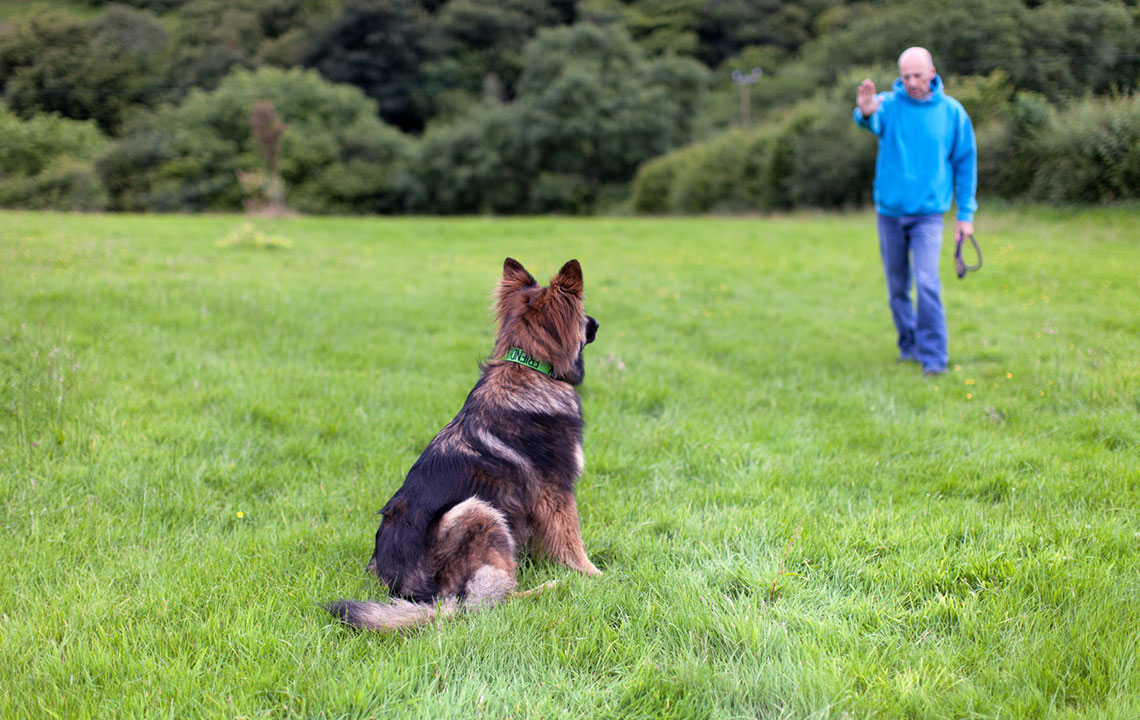 4 Essential Things to Note when Choosing a Dog Collar