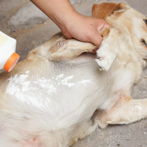 5 Easy Ways to Rid Pets of Fleas