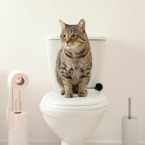 5 helpful tips to toilet train your cat