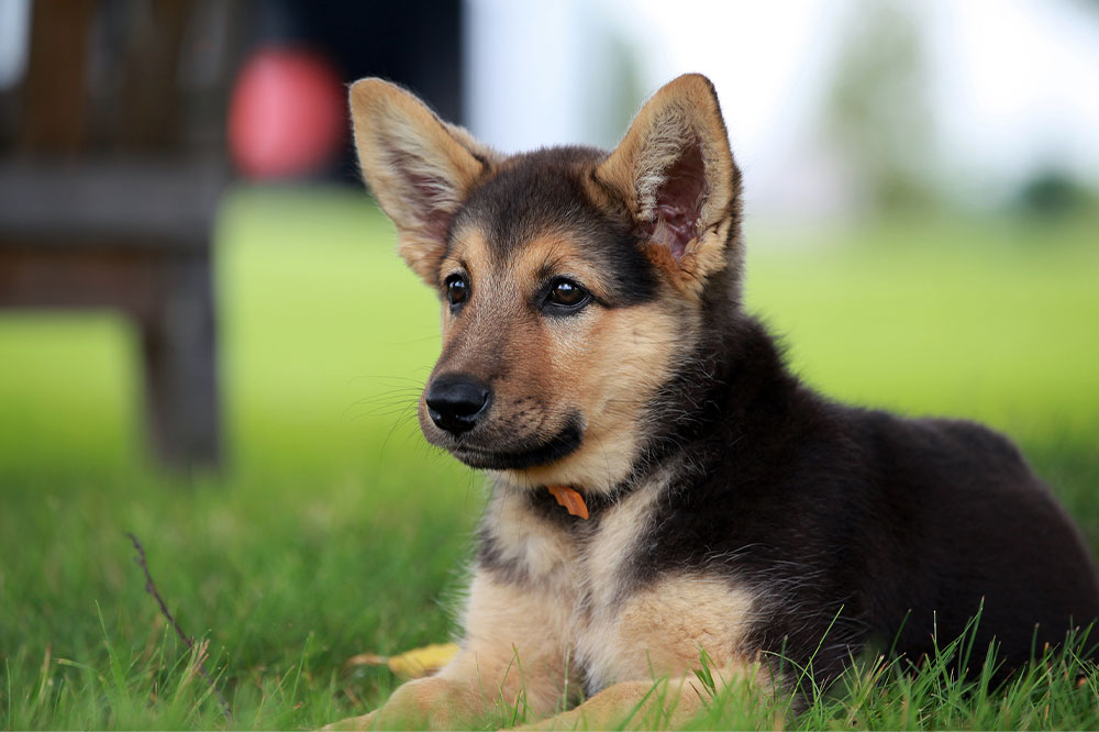 All You Need to Know about German Shepherd Puppies