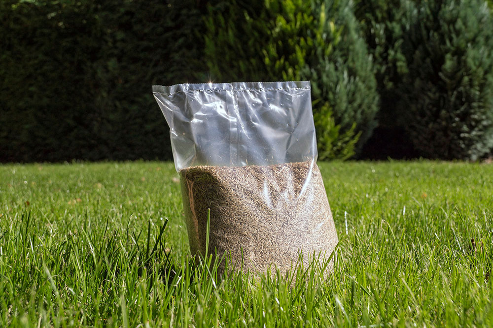 11 Grass Seed Varieties for a Healthy and Green Lawn